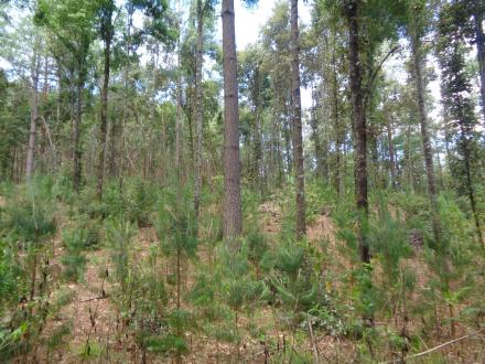 Ixtlán bosque