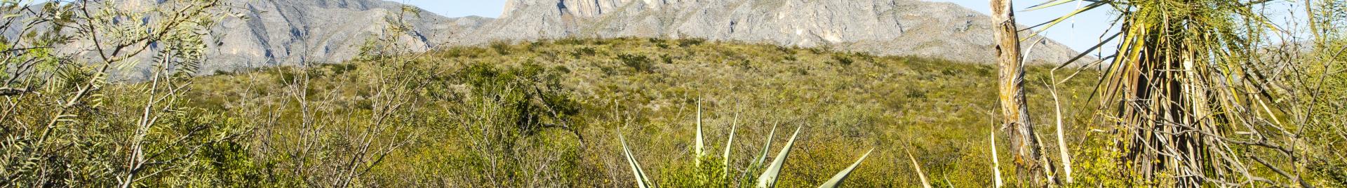 Candelilla